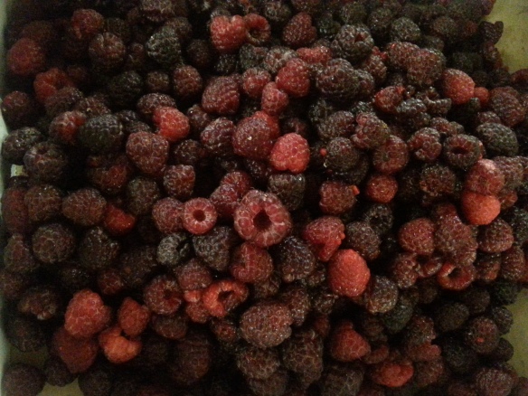 Raspberries1
